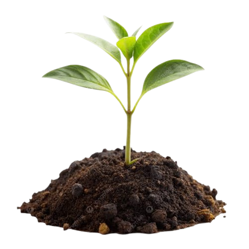 Sprout